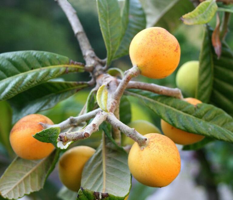 Japán naspolya ültetése, szaporítása | Eriobotrya japonica