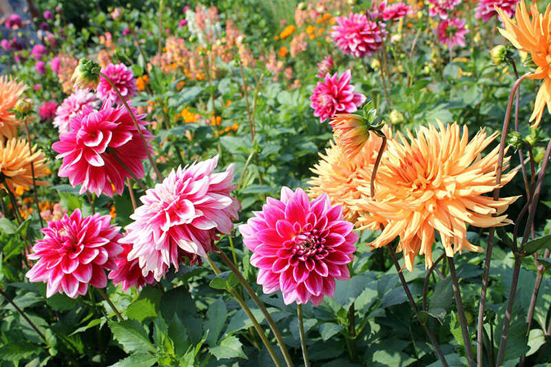 Kerti dália (Dahlia x hortensis) ültetése, gondozása