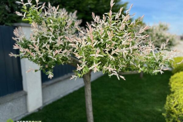 japán fűz (Salix integra)