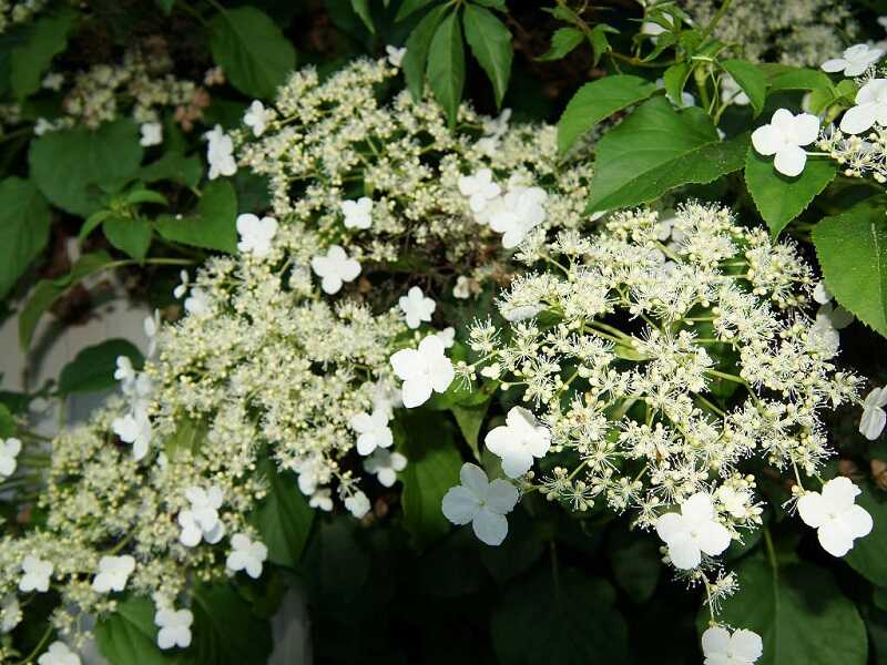 kúszó hortenzia (Hydrangea anomala subsp. petiolaris)