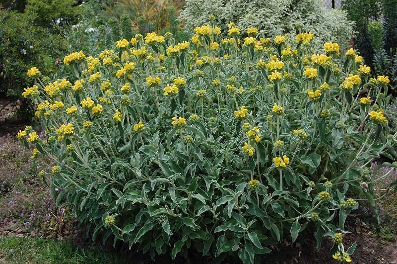 Macskahere (Phlomis)