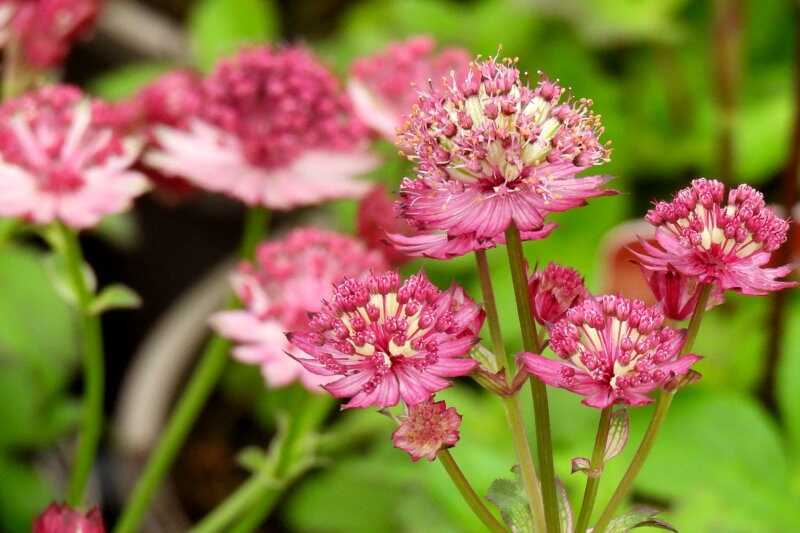 Völgycsillag (Astrantia major)