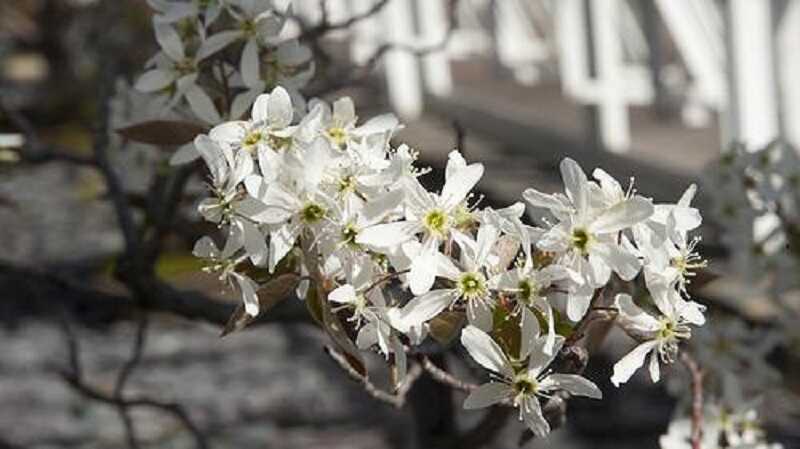 Kanadai fanyarka (Amelanchier canadensis)