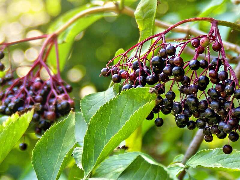 Bodza (Sambucus)