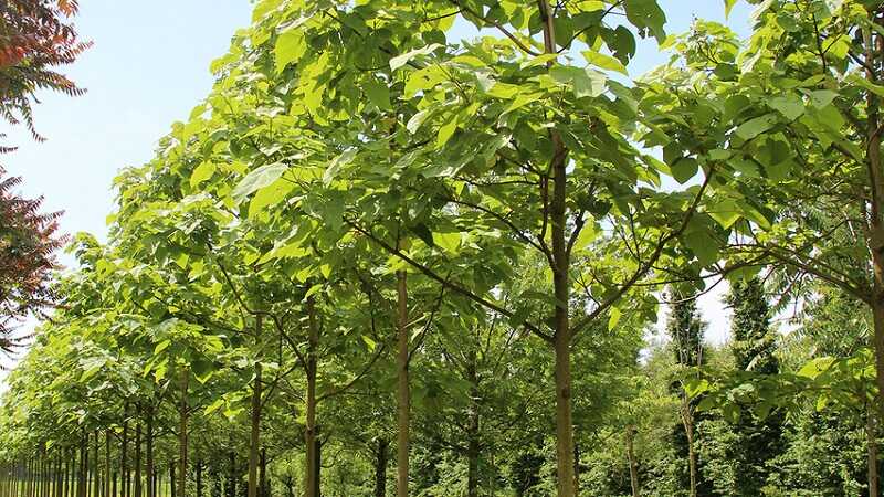 Császárfa (Paulownia tomentosa)