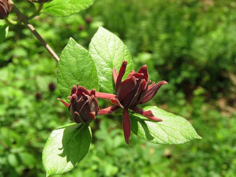 Illatos fűszercserje (Calycanthus floridus)