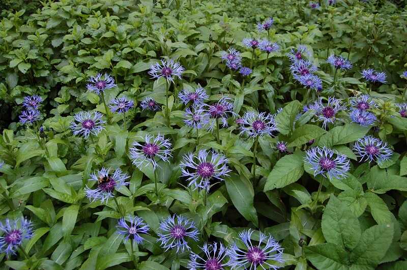 Imola (Centaurea)