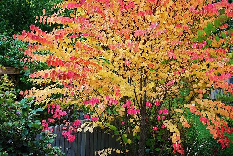 Kacurafa (Cercidiphyllum japonicum)