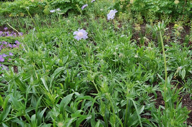 Kaukázusi ördögszem (Scabiosa caucasica)