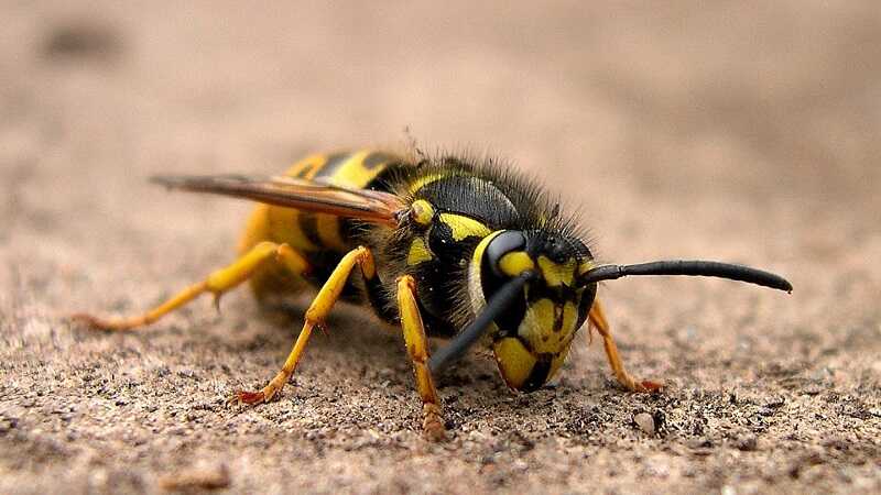 Kecskedarázs (Vespula vulgaris)