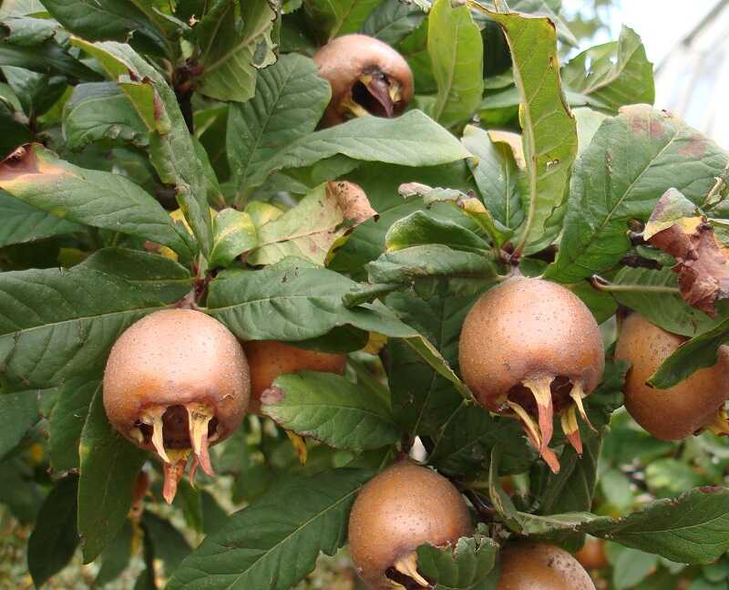 Közönséges naspolya (Mespilus germanica)