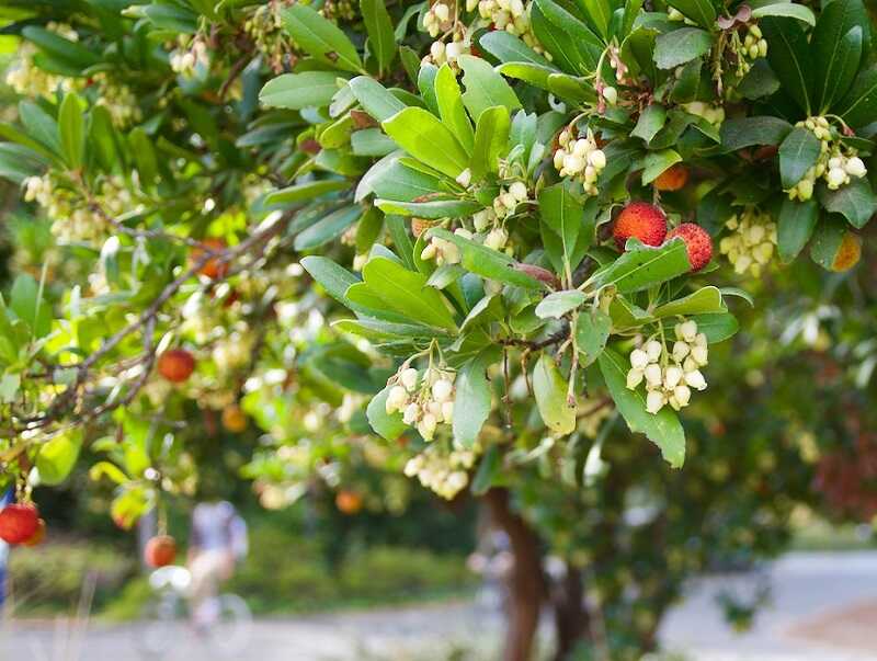 Nyugati szamócafa (Arbutus unedo)