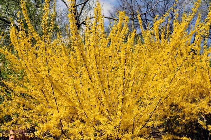 Aranycserje (Forsythia)