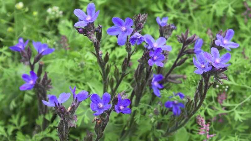 Atracél (Anchusa)