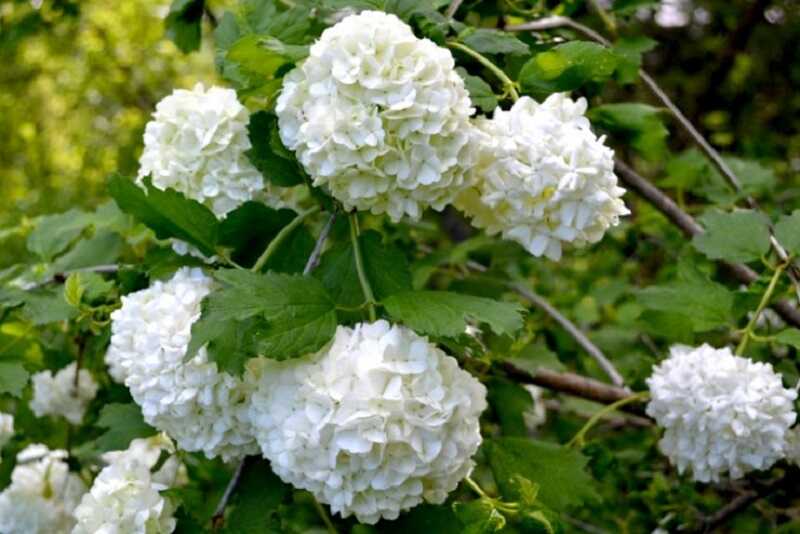 Labdarózsa (Viburnum opulus 'Roseum')