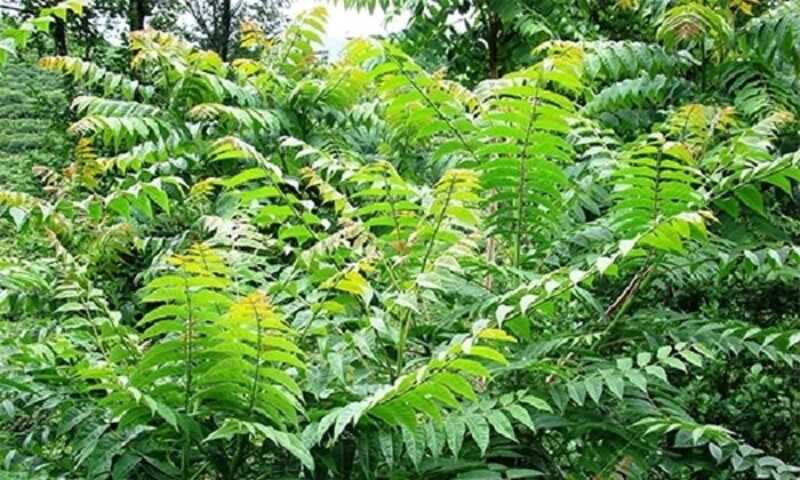 Mirigyes bálványfa (Ailanthus altissima)