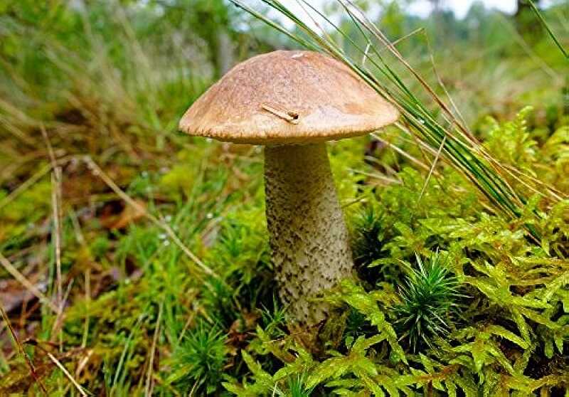 Barna érdestinóru gomba (Leccinum scabrum)