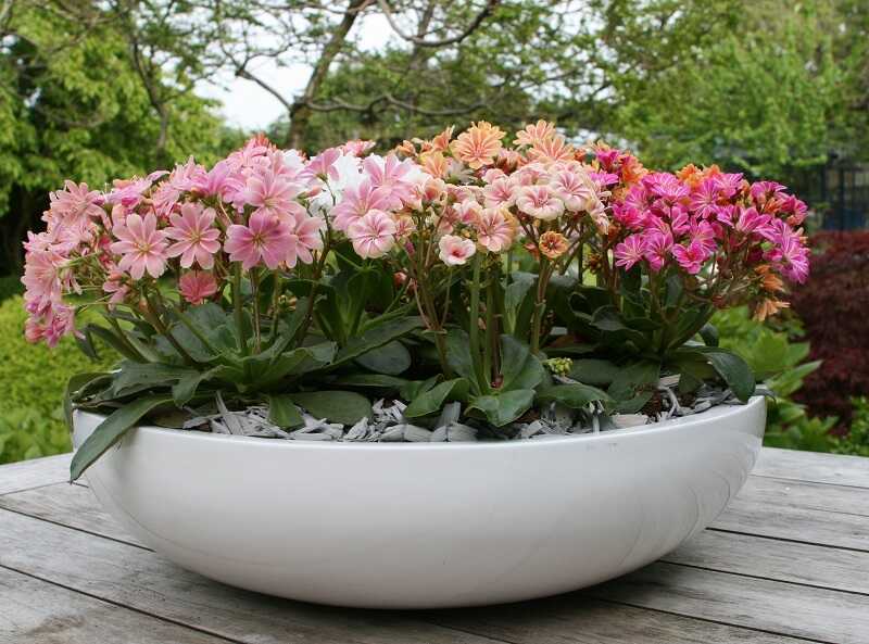 Dohánygyökér (Lewisia)