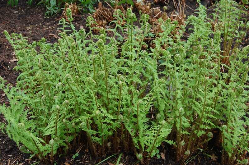 Erdei pajzsika (Dryopteris filix-mas)