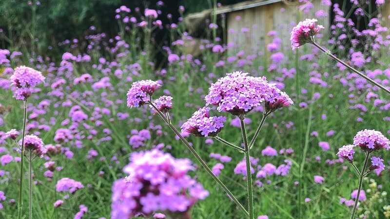 Ernyős verbéna (Verbena bonariensis)