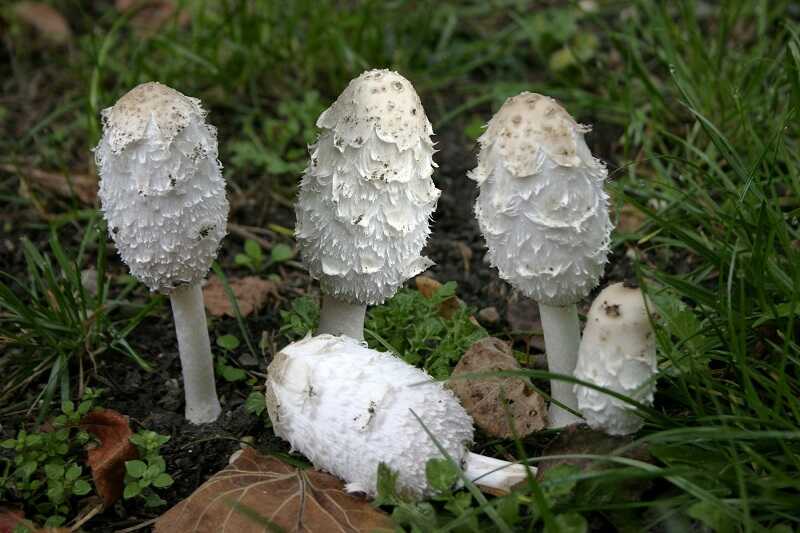 Gyapjas tintagomba (Coprinus comatus)