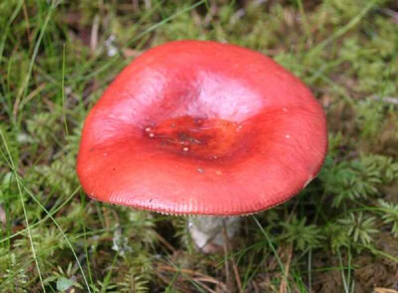 Hánytató galambgomba (Russula emetica)