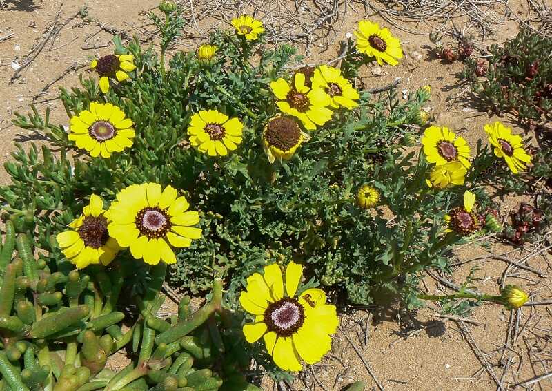 Húsos aranyvirág (Ismelia carinata)