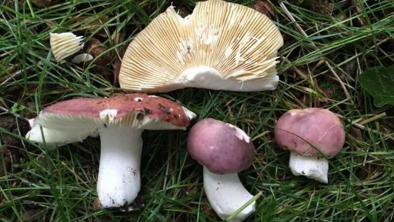 Kékhátú galambgomba (Russula cyanoxantha)