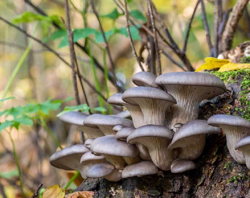 Késői laskagomba (Pleurotus ostreatus)