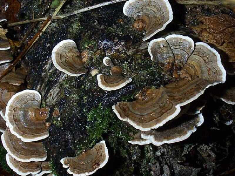 Lepketapló gomba (Trametes versicolor)