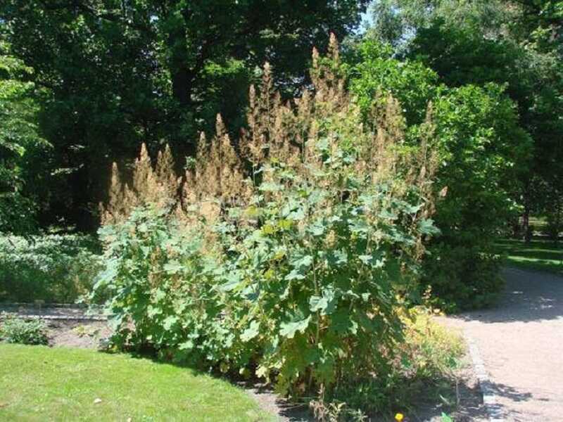 Magas mákkóró (Macleaya cordata)