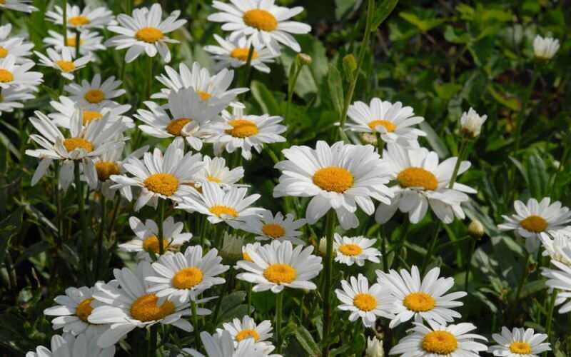 Margaréta (Leucanthemum maximum)