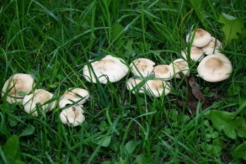 Mezei szegfűgomba (Marasmius oreades)