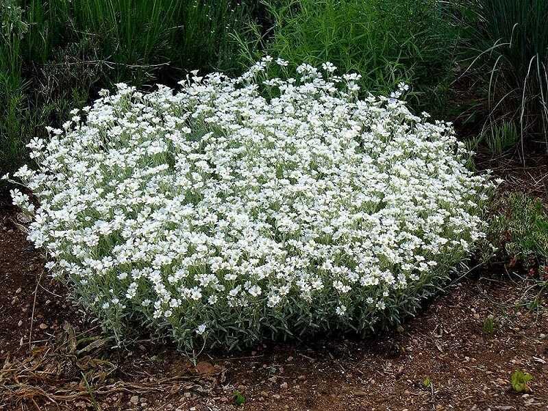 Molyhos Madárhúr (Cerastium tomentosum)