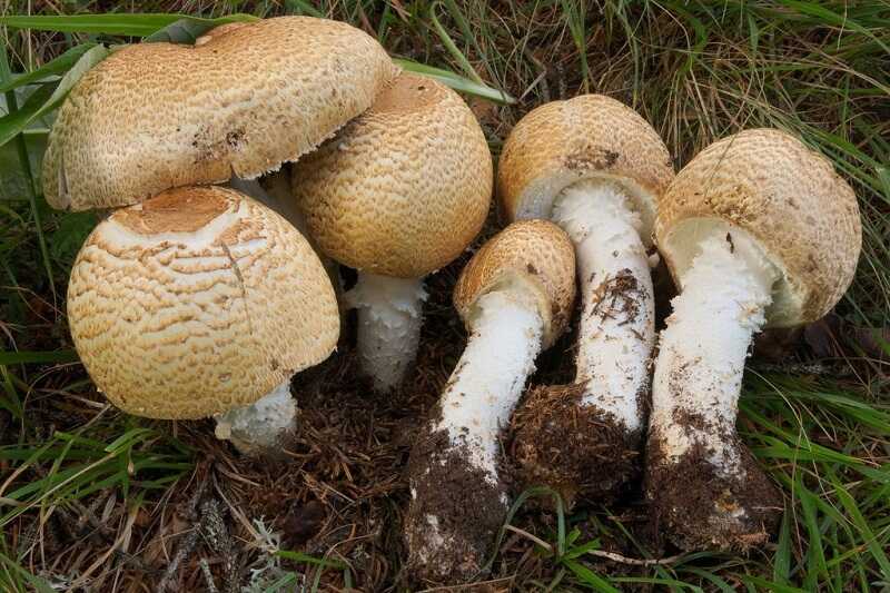 Óriás csiperke (Agaricus augustus)