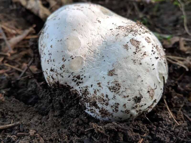 Óriás pöfeteg (Langermannia gigantea)