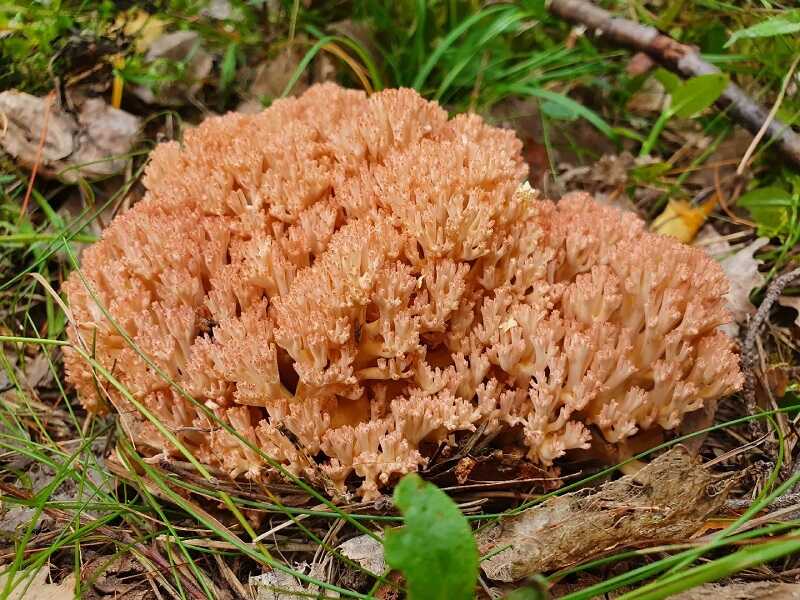 Rózsáságú korallgomba (Ramaria botrytis)