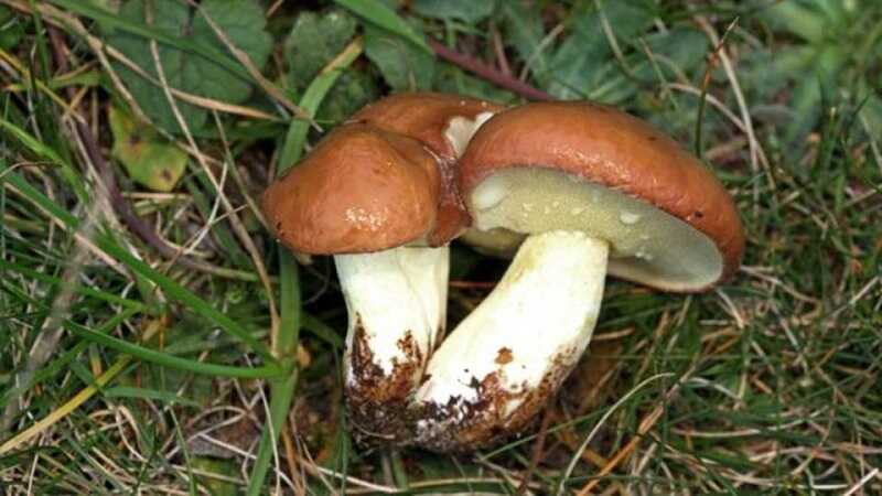 Szemcsésnyelű fenyőtinóru (Suillus granulatus)