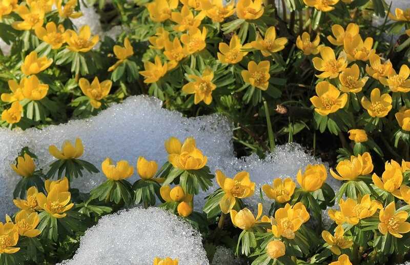 Téltemető (Eranthis hyemalis)