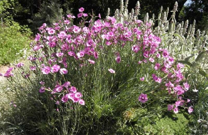 Tollas szegfű (Dianthus plumarius)