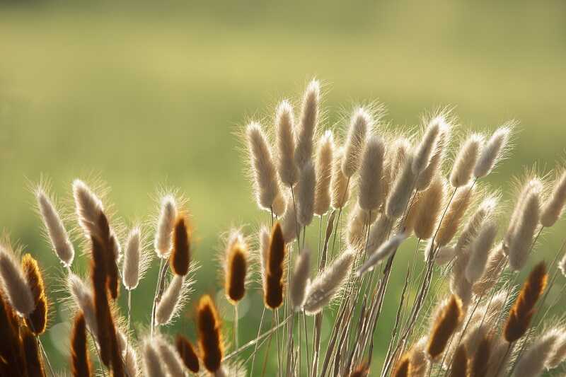 Tollkalász (Lagurus ovatus)