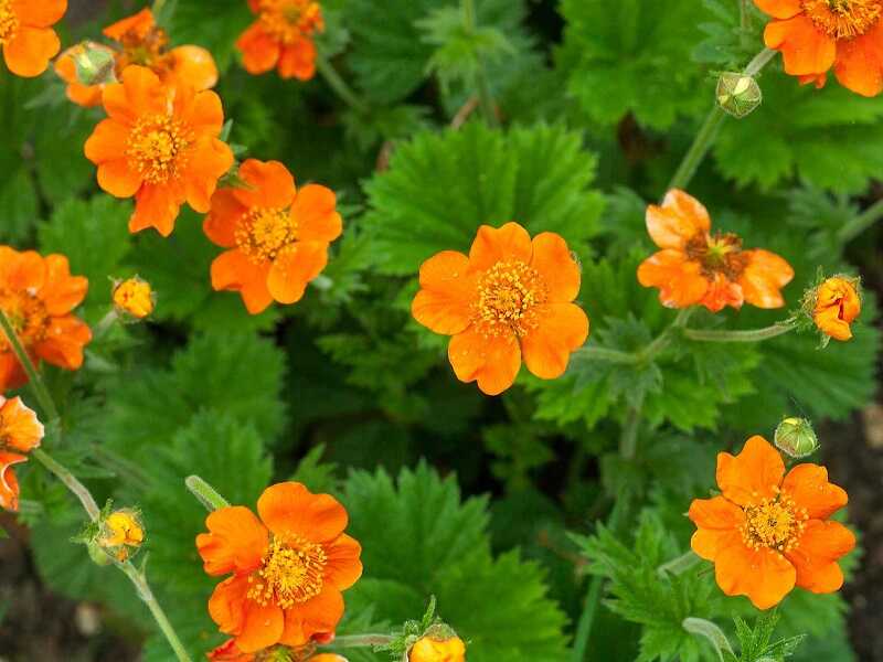 Gyömbérgyökér (Geum)