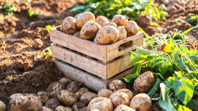 burgonya (Solanum tuberosum)