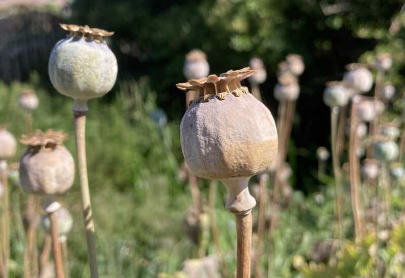 mák (Papaver somniferum)