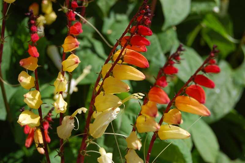 Mexikói csodahajnalka (Ipomoea lobata)