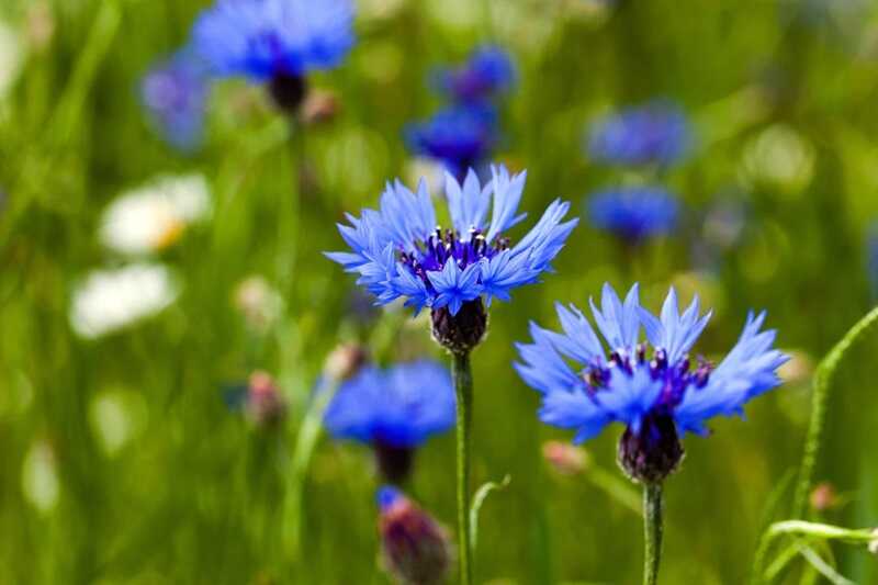 Búzavirág (Centaurea cyanus)