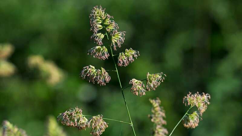 csomós ebír (Dactylis glomerata)