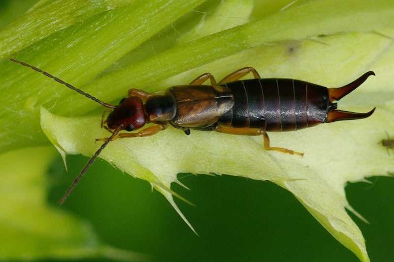 Közönséges fülbemászó (Forficula auricularia)