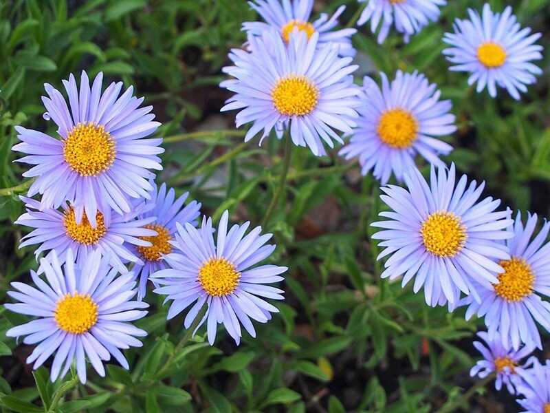 Havasi őszirózsa (Aster alpinus)