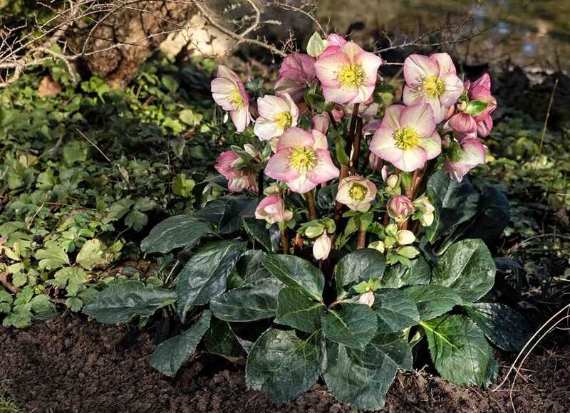 Hunyor (Helleborus)